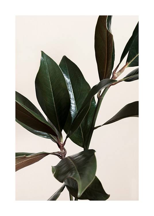 Magnolia Leaves No1 Poster / Green plants at Desenio AB (13839)