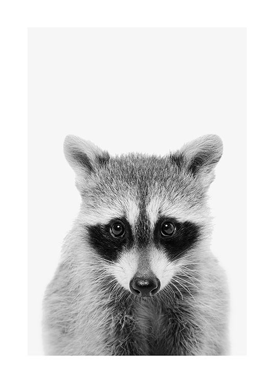 Baby Raccoon Poster / Insects & animals at Desenio AB (13863)