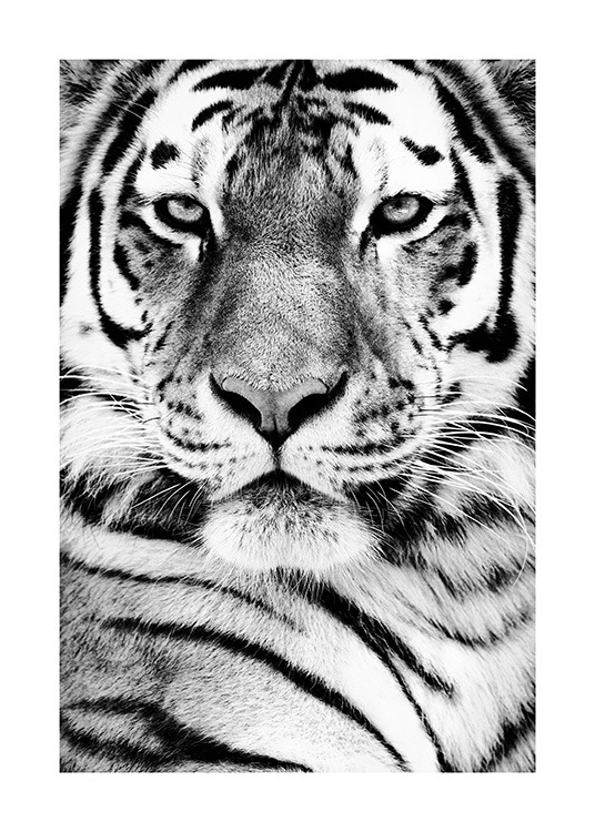 Tiger Portrait Poster / Wild animals at Desenio AB (13865)