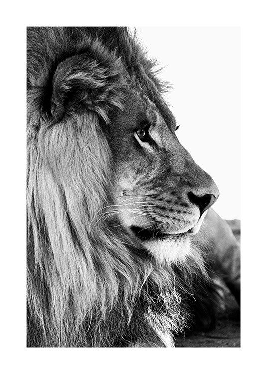 Lion Profile Poster / Lions at Desenio AB (13866)