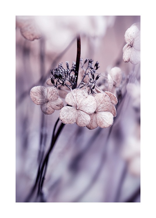 Hydrangea Seed Heads Poster / Flowers at Desenio AB (13871)