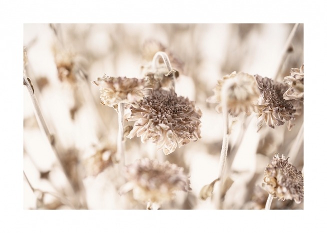  – Close up photograph of dried flowers in beige