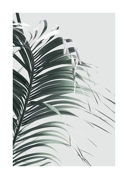  – Photograph of a palm leaf in green with delicate leaves against a light grey background