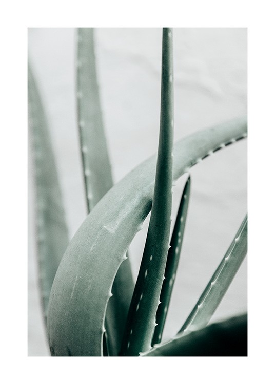  – Photograph of an aloe vera plant with a light grey background
