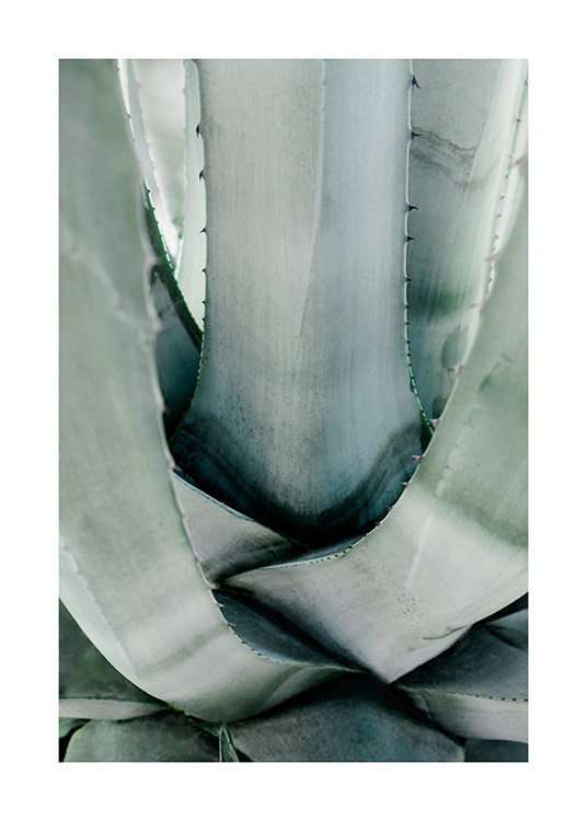  – Photograph of a green aloe vera cactus