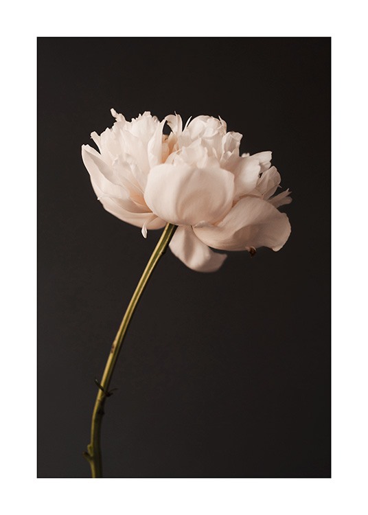  – Photograph of a pink peony in full bloom against a black background