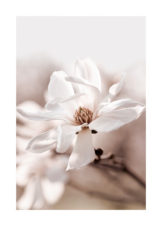  - Close up photograph of a star magnolia blossom in white with a beige background