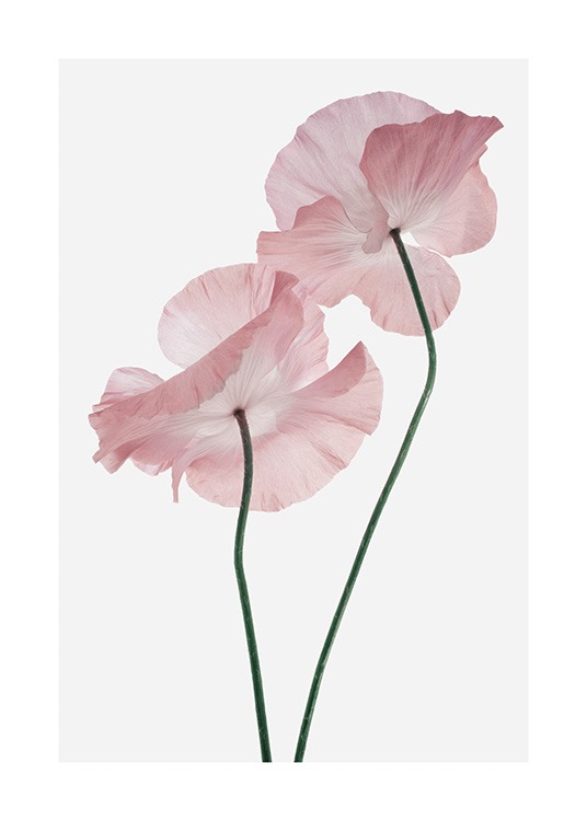  - Photograph of a pair of pink poppy flowers against a light grey background