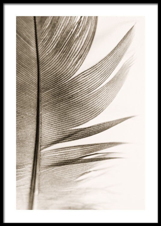 Soft Feather Poster - Close up feather - desenio.com