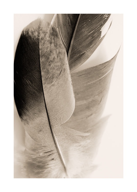  - Close up photograph of a pair of feathers in black and beige on a light beige background