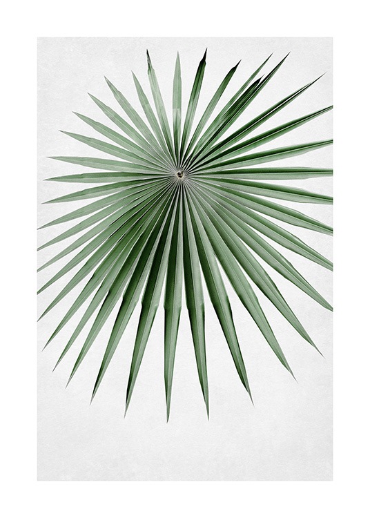  – Photograph of a round fan palm leaf in green with narrow and pointy leaves