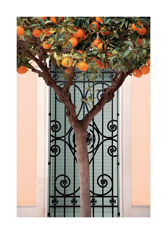  – Photograph of a tree with oranges standing in front of a pink building with a black gate