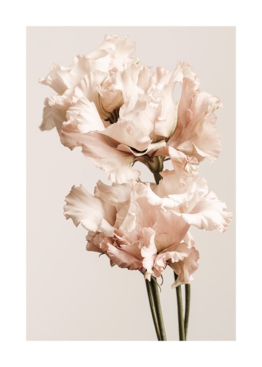  – Photograph of a pair of gentiana flowers in light pink on a light background