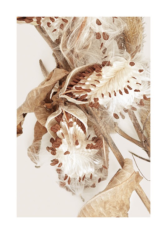  – Photograph of a beige milkweed plant with dried petals and seeds