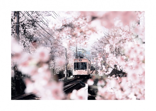 – Photograph of cherry blossoms and cherry trees surrounding a pink tram