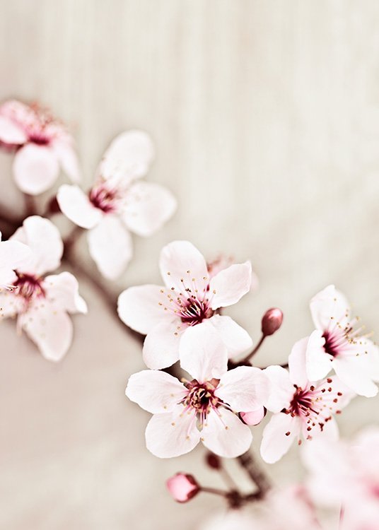  – Close up photograph of pink cherry blossoms on a branch, against a beige background