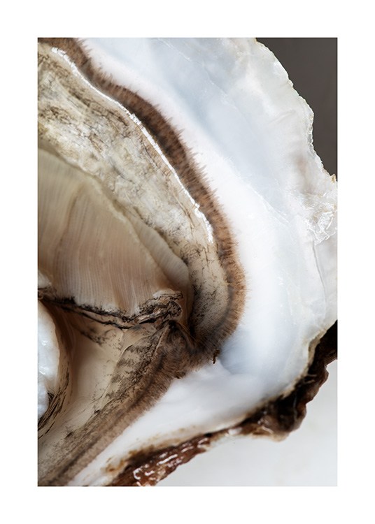  – Photograph of the core of an oyster with a brown center and white outlines