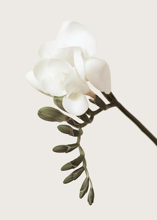 Freesia Poster White Freesia Desenio Com