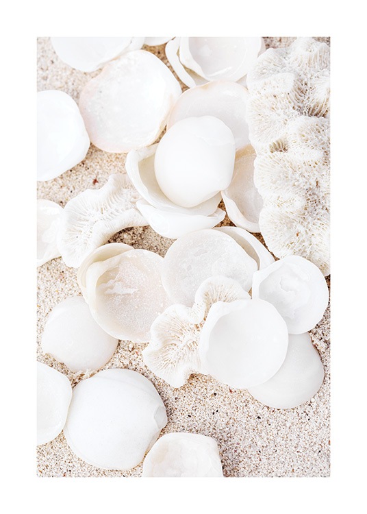  – Photograph of white, round seashells and beige corals with sand behind them