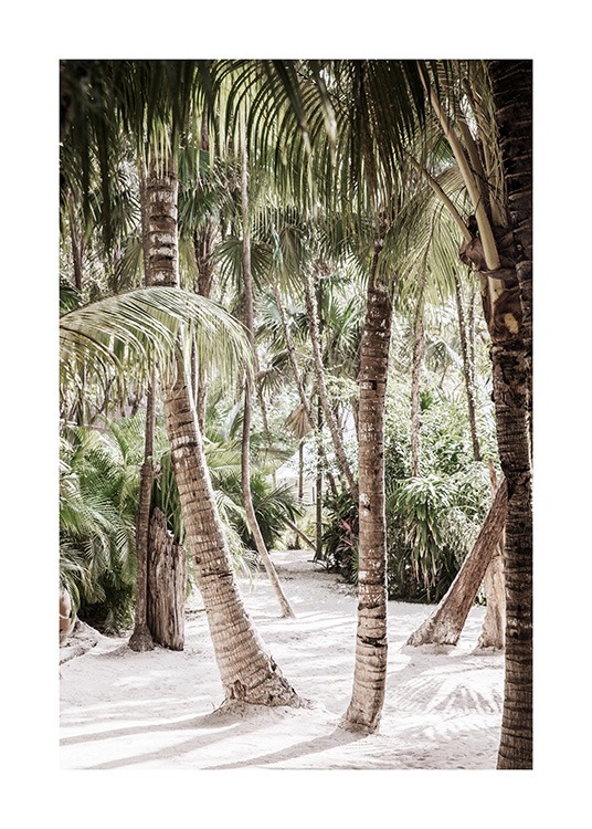  – Photograph of a forest with palm trees standing in sand