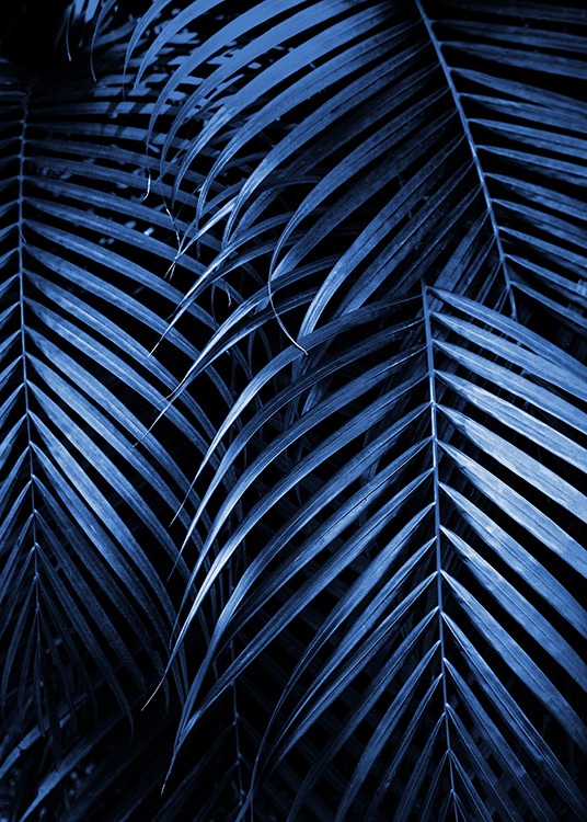  – Photograph of dark blue palm leaves