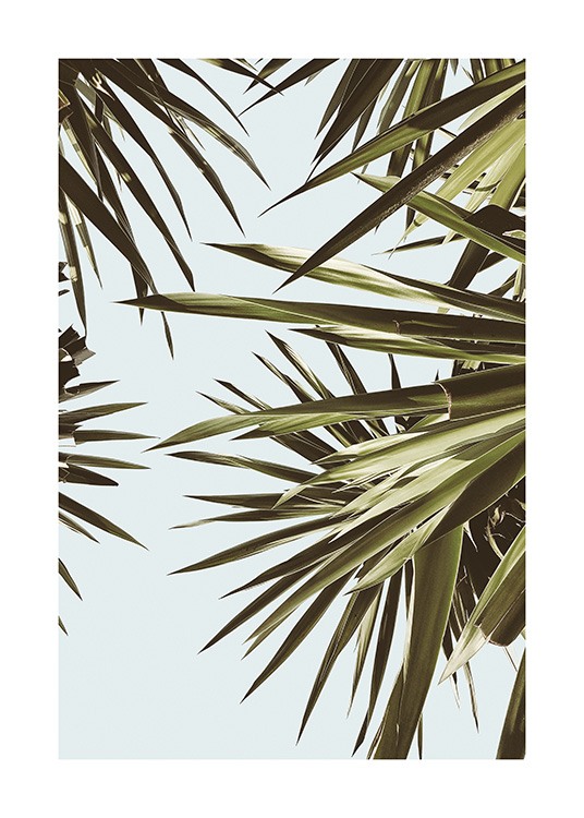  – Photograph of palm leaves in green in front of a blue sky