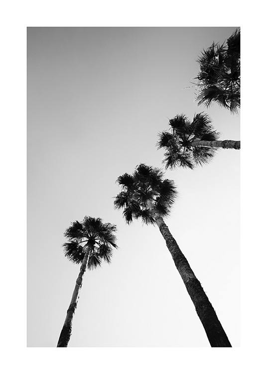  – Black and white photograph of a line of palm trees seen from below