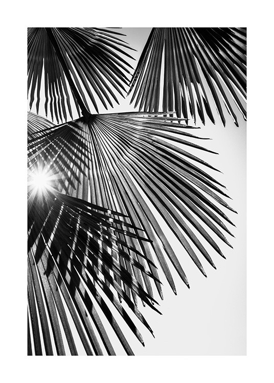  – Black and white photograph with sunlight shining through fan palm leaves