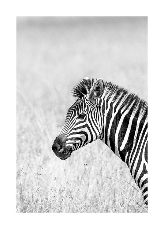  – Black and white photograph of a zebra in profile, surrounded by grass