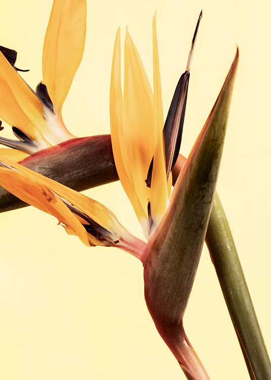  – Close up photograph of bird of paradise flowers in yellow, against a light yellow background