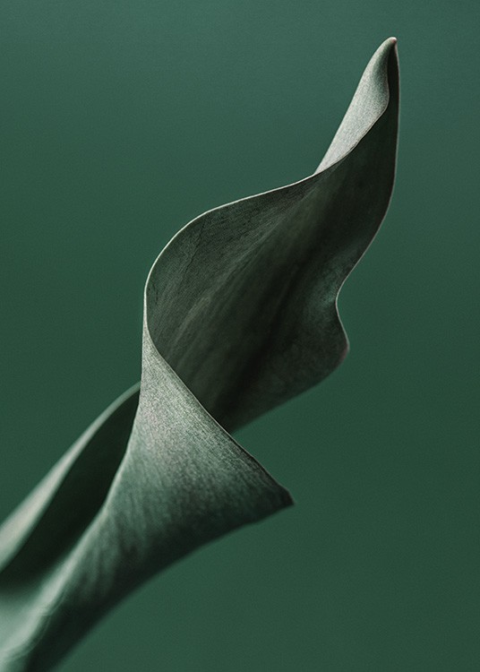  – Photograph with close up of a green tulip leaf with a dark green background