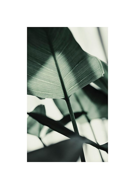  – Photograph of a sunlit, green leaf with blurred leaves in the background