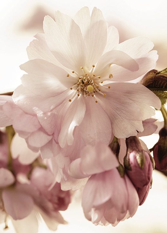  – Photograph with close up of cherry blossoms in pink