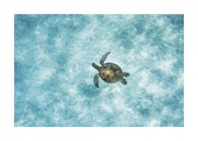  – Aerial photograph of a sea turtle swimming in the ocean with clear blue water