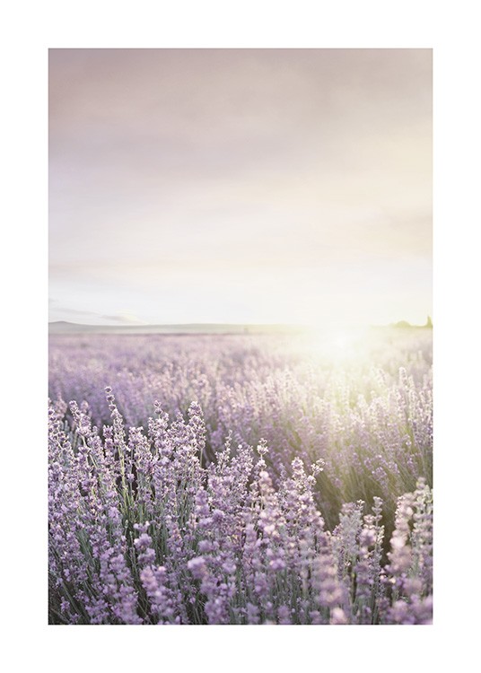  – Photograph of a field filled with purple lavender flowers, with a sun in the background