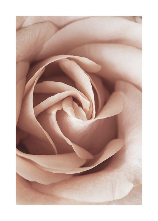  – Photograph with close up of a rose in light pink