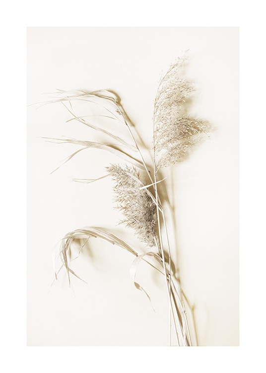  – Photograph of dried grass in beige against a light beige background