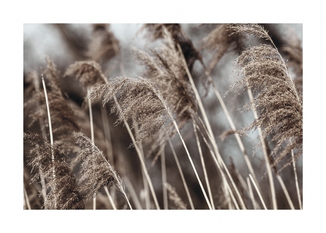  – Photograph of dried, beige grass in a field