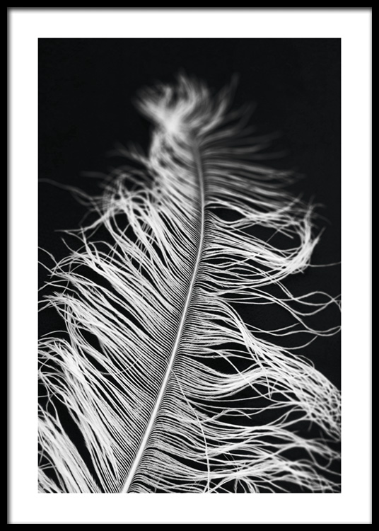 Feather in The Dark Poster - White feather - Desenio.com