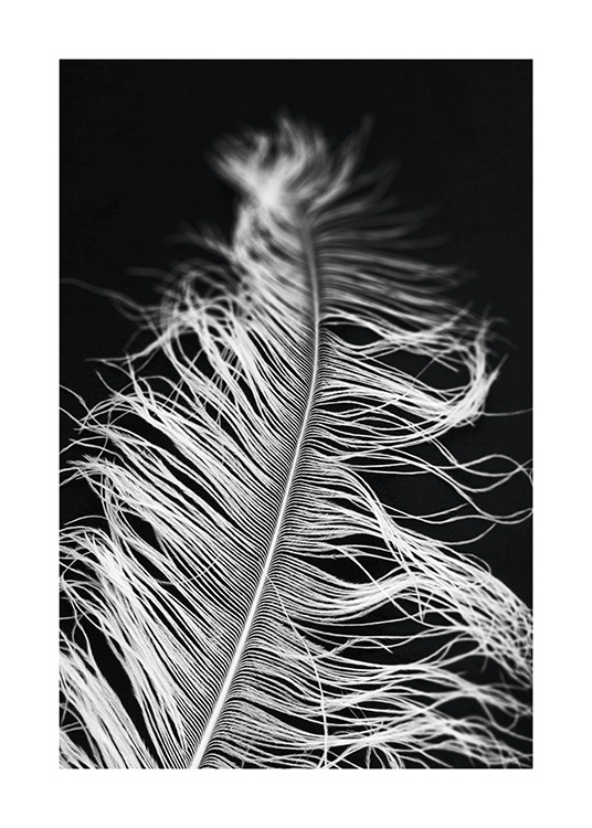  – Black and white photograph with close up of a feather against a black background