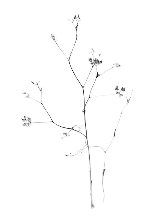  – Black and white photograph of small flowers on a thin branch, on a white background
