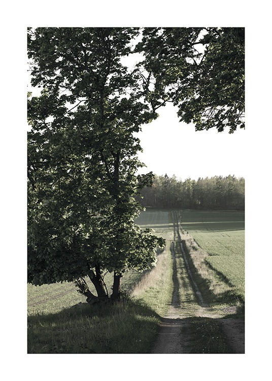  – Photograph of a small country road and fields with a large tree in front of them