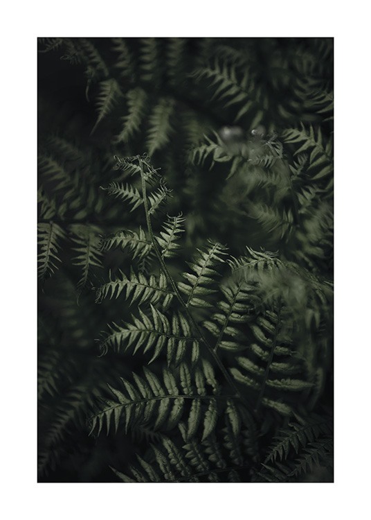  – Photograph with close up of a bundle of dark green ferns