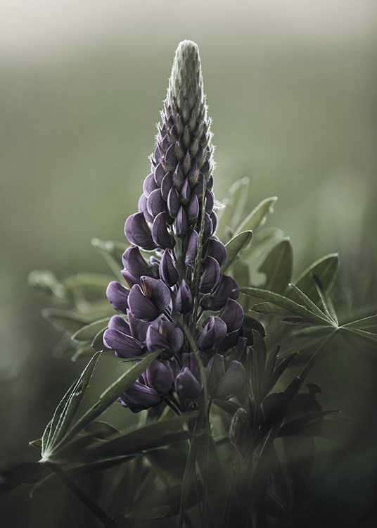  – Photograph of a lupin in purple with green leaves, against a green background