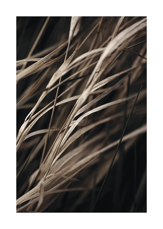  – Photograph with close up of dried grass in brown