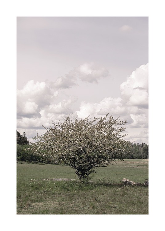  – Photograph of a tree in full bloom surrounded by fields, with clouds in the background