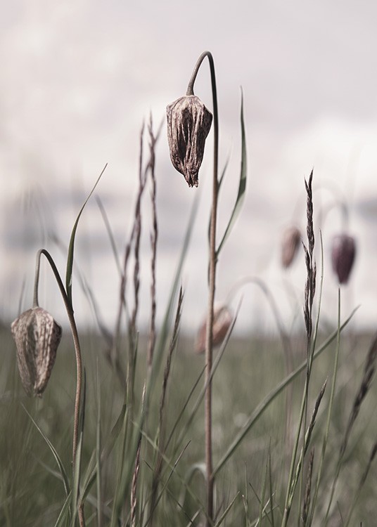  – Photograph with close up of dried flowers and grass in a field
