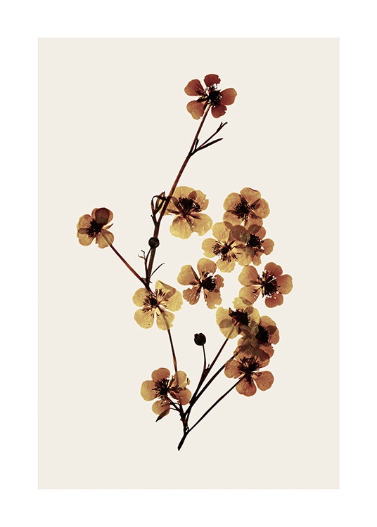  – Photograph of a bundle of dried, brown flowers on a beige background
