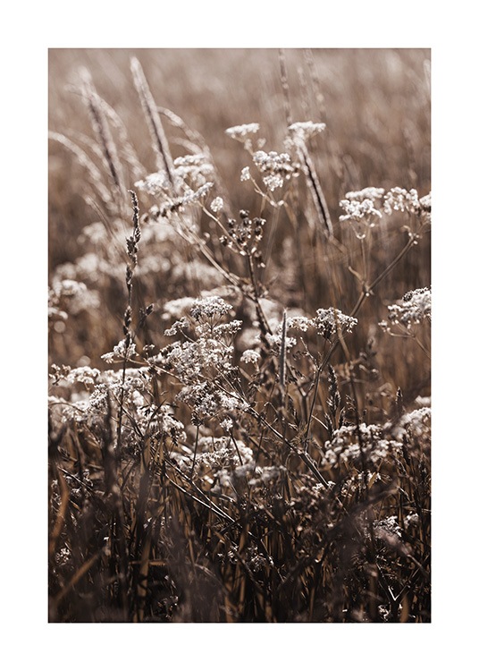  – Photograph of a field with grass and white flowers