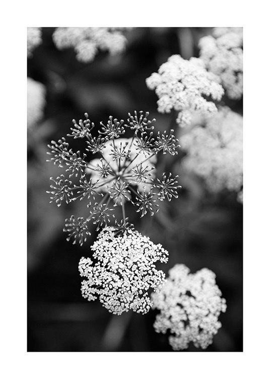  – Black and white photograph of small, white flowers with a blurry background
